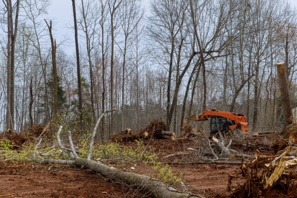 Best Seasonal Cleanup  in Ogdensburg, NJ